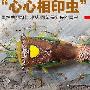 动物“夫妻”：南京栖霞山现“心心相印虫”