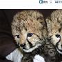 美国家动物园一对猎豹幼崽亮相 向公众征名