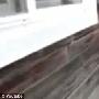 吉娃娃背小猫走路 走几步歇脚喘气仍坚持