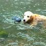 北京暴雨“金毛犬”洪水中来回叼捡财物