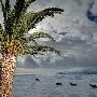 科学家称远古南极洲拥有生长棕榈的绿色海岸