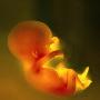 美绘制胎儿“基因蓝图” 可检测其健康指数