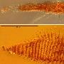 意大利发现2.3亿年历史的古老昆虫琥珀