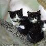 英国母猫定居树上 在鸟箱里生下4只小猫(图)