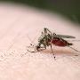 巴西科学家为蚊子接种细菌 以消灭登革热