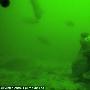 科学家遭遇神秘海盗 章鱼竟偷走海底诱饵笼