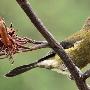 生物学家发现“雌性同体”的奇特新西兰铃鸟