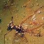 琥珀化石呈现1600万年前搭乘顺风车的昆虫