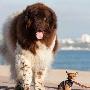 英国最迷你狗狗散步 体型太小没有合适项圈