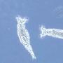 科学家发现奇异蛭形轮虫可无性繁殖并吞噬DNA