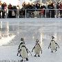 南美洲企鹅耐热怕冷 被迫冰上表演或不人道