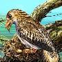 研究表明早期鸟类进化出羽毛并非为了飞行