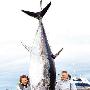 加拿大渔民捕获巨型蓝鳍金枪鱼 重454公斤
