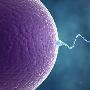 最新研究發現精子長度也會影響男性生育