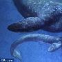 最新考古研究发现第一种淡水生活的沧龙物种