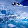 南极西部冰盖融化速度惊人 海平面或涨3.3米