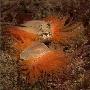 苏格兰海湾发现世界最大的火焰贝壳栖息地