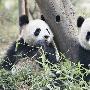 研究人员发现大熊猫血液种存在超级抗菌素