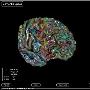 美最新绘制大脑对日常物质分类的信息结构图