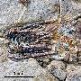 中国出土长有锋利牙齿的鸟类化石骨架