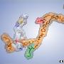 科学家研制出具备核糖体功能的人造分子机器