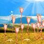 科学家发现5.2亿年前寒武纪内肛动物新成员