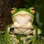 越南发现奇特飞蛙新物种 雌性长“飞行皮肤”