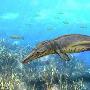 英发现史前海洋生物 一半像鲨鱼一半像海豚