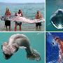 人类记忆中的四种海怪：巨型皇带鱼和皱鳃鲨
