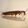 研究揭晓蟑螂清洗触须是为了提高嗅觉能力