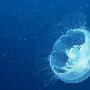 大洋深处现奇异生物 暗示宇宙生命或异常顽强