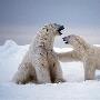 北极熊并非起源阿拉斯加岛屿 其身世仍是谜团