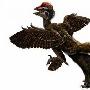 最新考古证实1.5亿年前远古鸟拥有四个翅膀