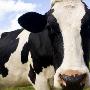科学家收集奶牛的“屁”计算甲烷排放量