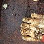 美国丛林发现神秘趾骨 猜测可能属于大脚野人