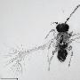科学家发现一种昆虫新物种 体长仅0.13毫米