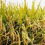 我国将在三年内培育出亩产千公斤的超级稻