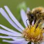 克罗地亚强悍蜜蜂能嗅到4.8公里外的地雷