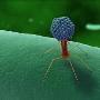 噬菌体发动微生物战争 可杀死植入器附着细菌