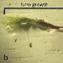 400年前冰冻于冰川下的苔藓植物再次复活