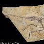 科学家在我国辽宁发现1.5亿年前最古老鸟类