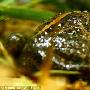 以色列发现青蛙“活化石” 数百万年未进化