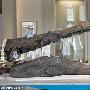 最新发现被称“海洋霸王龙”恐龙新物种化石