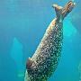 研究人员揭开海洋哺乳动物超长屏息之谜