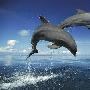 海豚具有超级记忆能力 记得二十年前同伴哨声