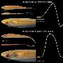 亚马孙河发现发电新物种鱼类 尾部发电当导航