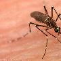 鲜为人知十大蚊子科学事实：雄蚊子只吸花蜜