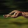 猎豹能巧妙控制速度捕猎 堪称动物界顶级赛车