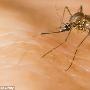 科学家发现皮肤特殊物质 可抑止蚊子叮咬人类