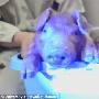 科学家对猪胚胎注射水母DNA 培育绿色荧光猪